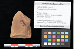 Foto (Objekt + Etikett) von Pinus pathyptera Ettingshausen (NHMW-GEO-2024-0188-0290)